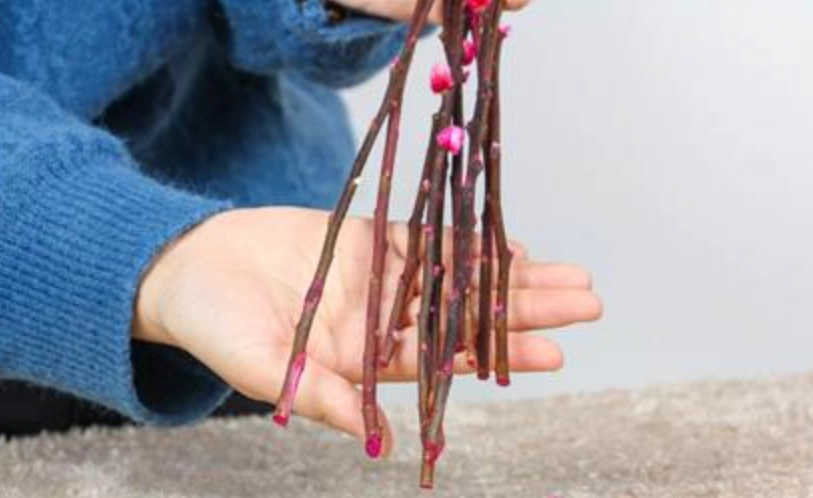 銀柳保存方法 銀柳保存方法