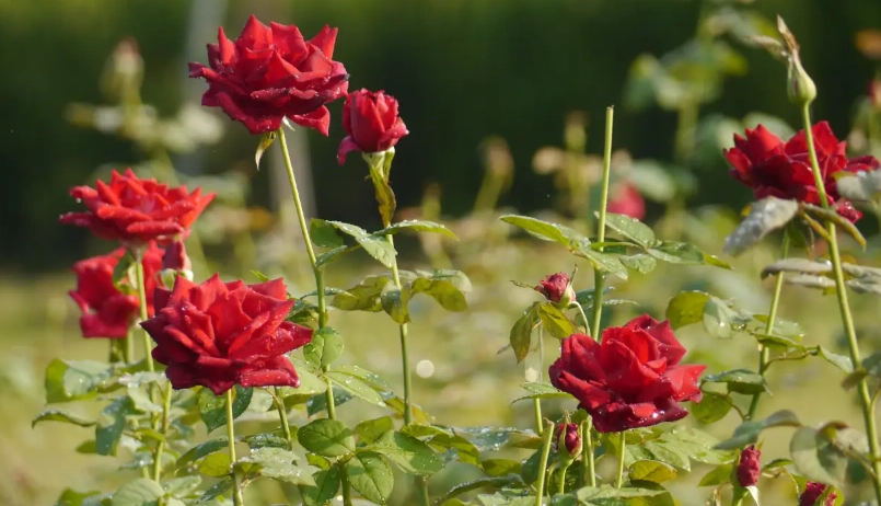 玫瑰照顧方法 玫瑰照顧方法