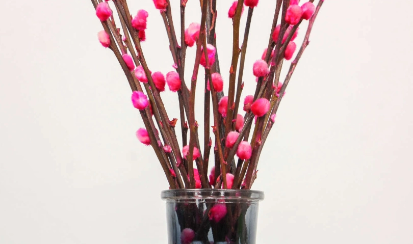 銀柳保存方法 銀柳保存方法