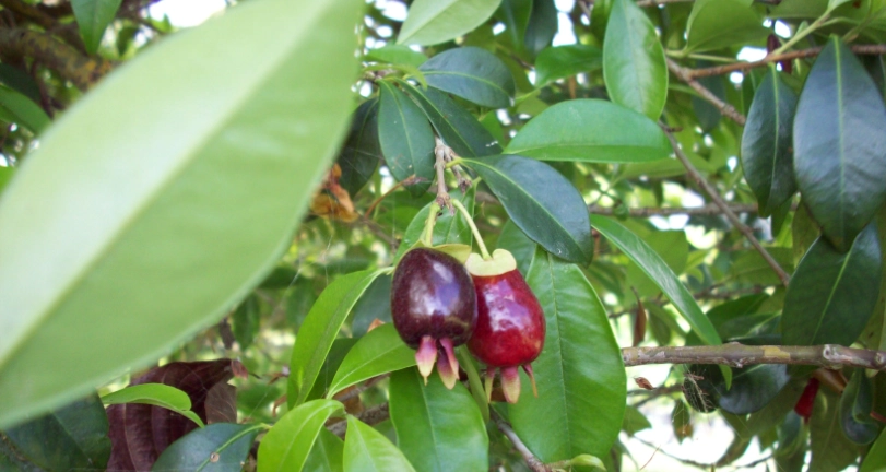 巴西樱桃 台灣 哪裡買