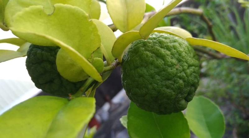 馬蜂橙料理食譜