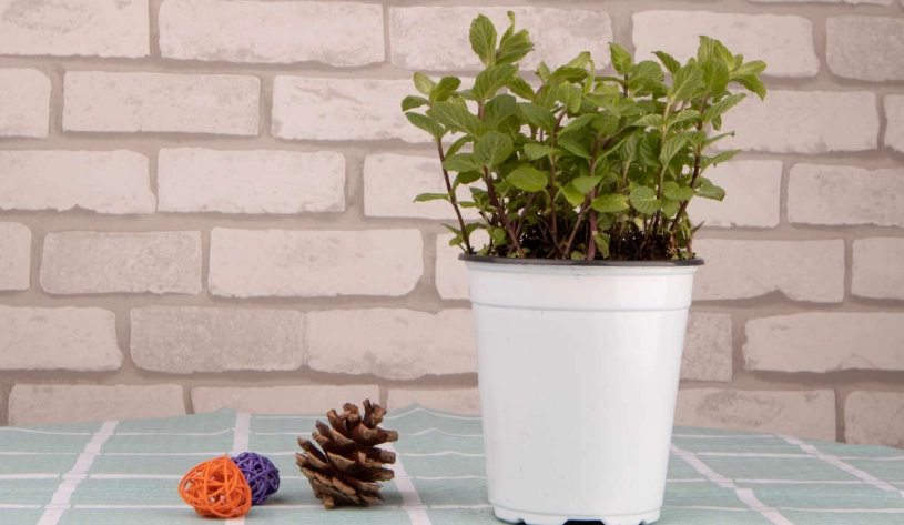 薄荷 土壤 配方