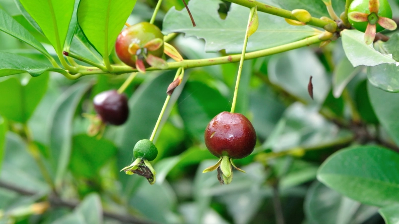 巴西樱桃 台灣 哪裡買