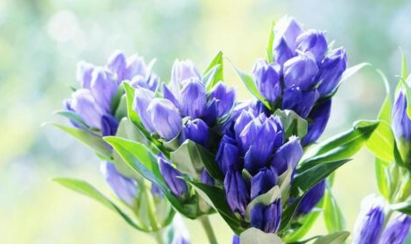 龍膽花 種植 龍膽花 種植