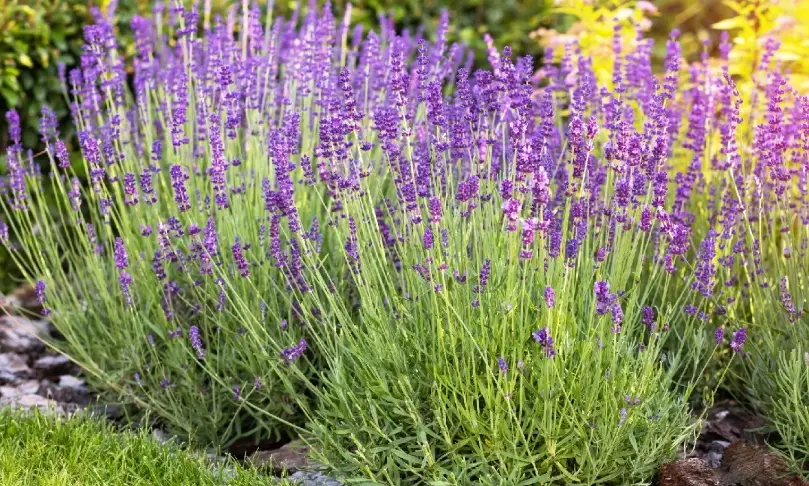 薰衣草盆栽