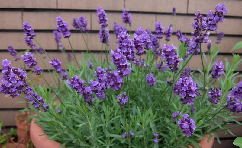 薰衣草盆栽