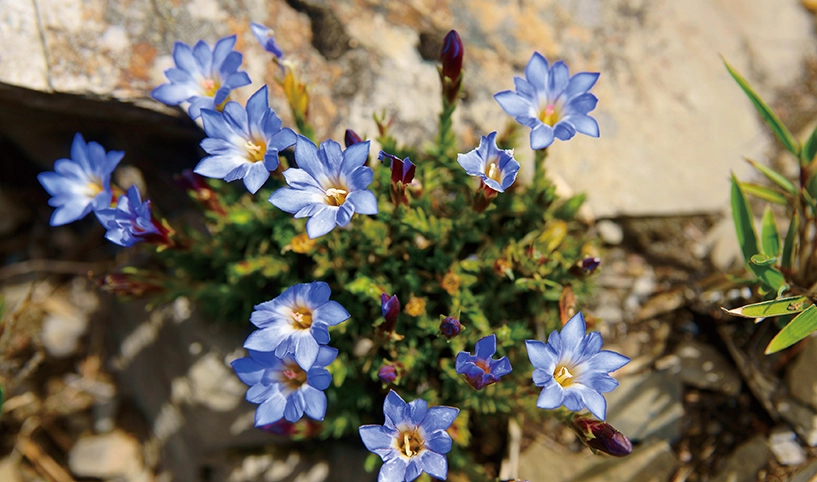 高山龍膽 高山龍膽