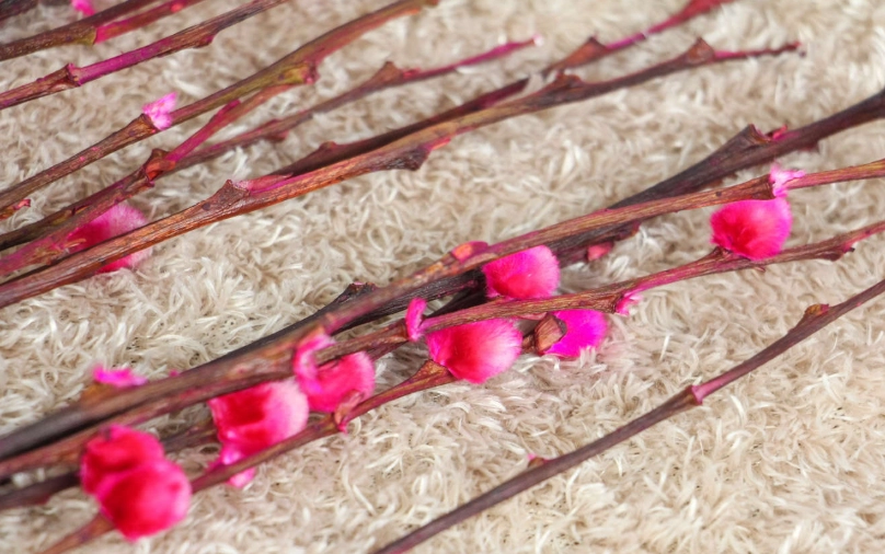 銀柳開花 銀柳開花