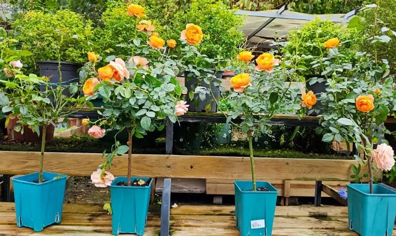 玫瑰照顧方法 玫瑰照顧方法