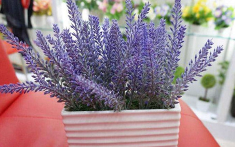 台灣薰衣草種植