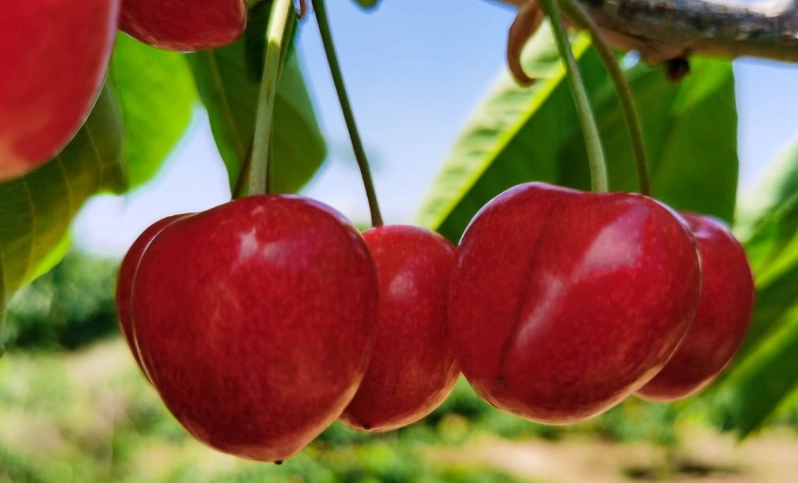 巴西樱桃