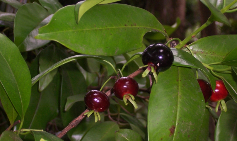 巴西樱桃 食用方法