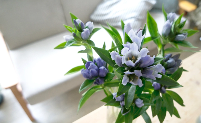 龍膽花 台灣 龍膽花 台灣