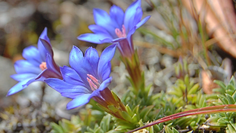 高山龍膽 高山龍膽