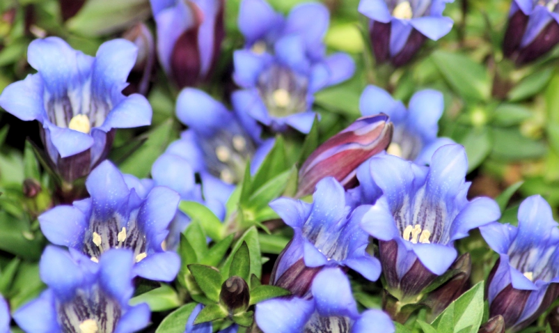 龍膽花 台灣 龍膽花 台灣