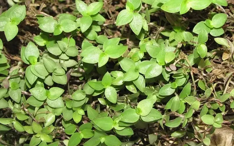 鋪地錦竹草種植與養護全攻略：打造綠意庭院的地被植物首選