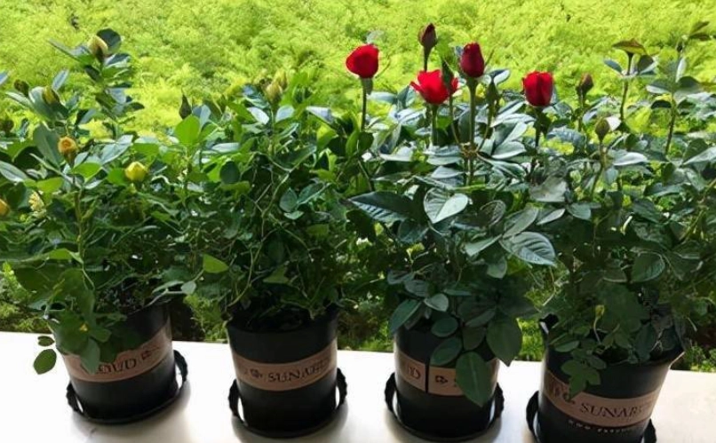 新手種玫瑰 新手種玫瑰