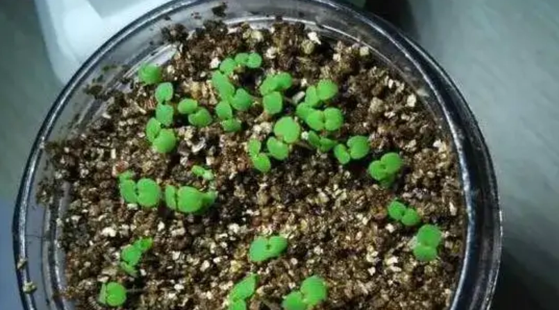 香草 種植 介質