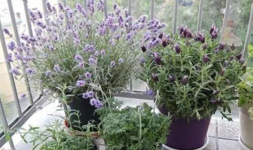 台灣薰衣草種植