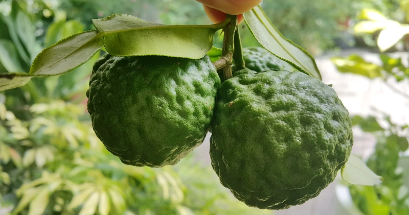 馬蜂橙果實用途