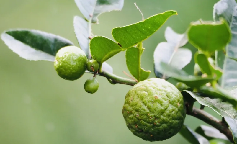馬蜂橙料理食譜