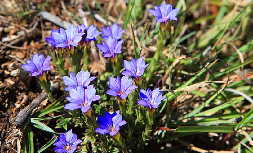 龍膽花 台灣 龍膽花 台灣