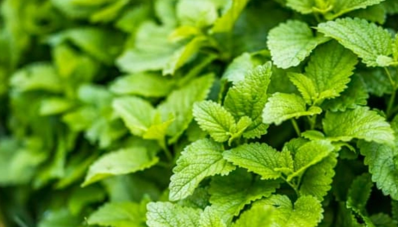 檸檬香蜂草 枯萎 原因