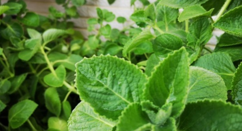 左手香健康益處