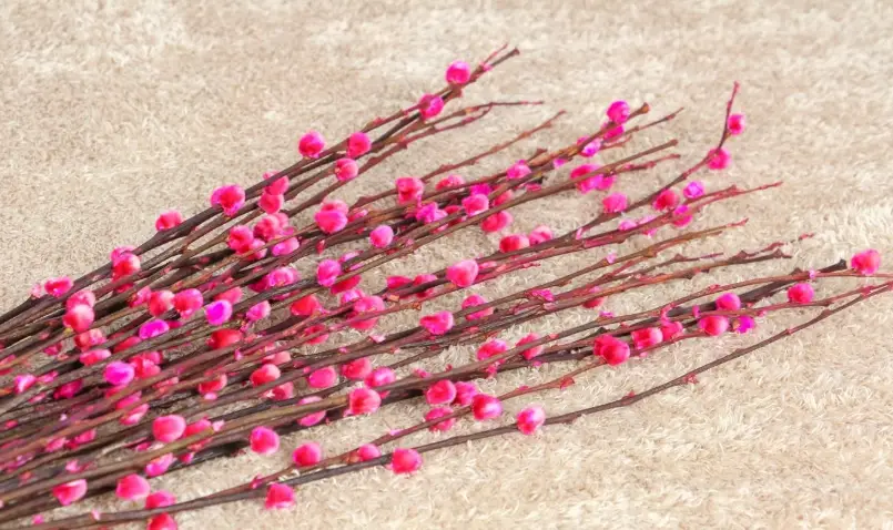 銀柳開花 銀柳開花