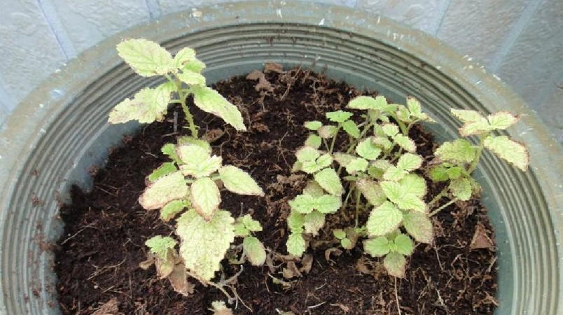 盆栽 香草 養護