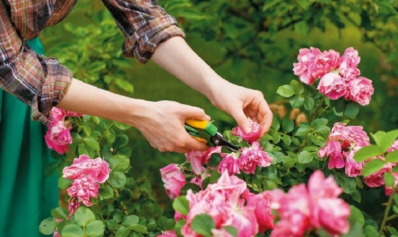 陽台玫瑰盆栽 陽台玫瑰盆栽