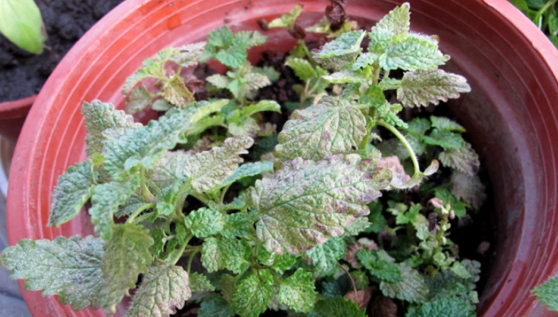 香蜂草 葉子 發黃