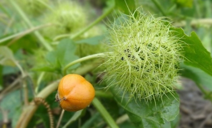 毛西番蓮繁殖 毛西番蓮繁殖