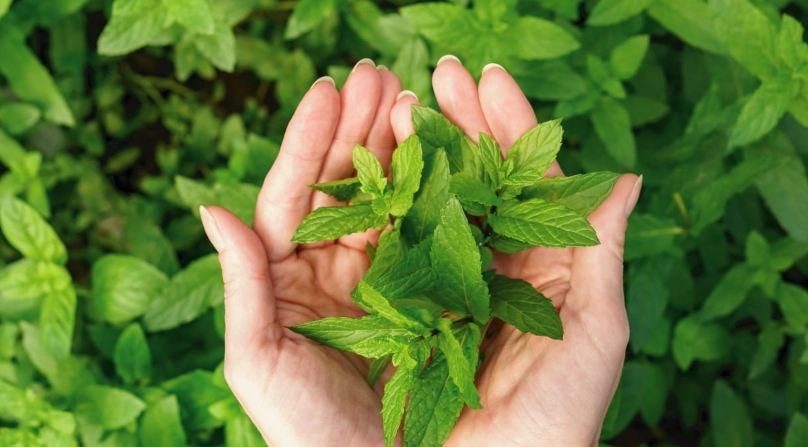 綠薄荷茶 綠薄荷茶