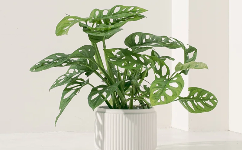 洞洞蔓綠絨 黃葉