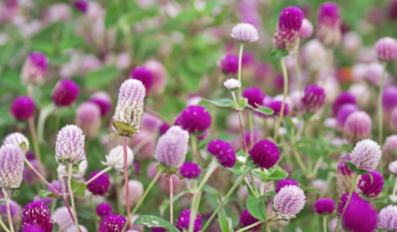 千日紅 台灣景點