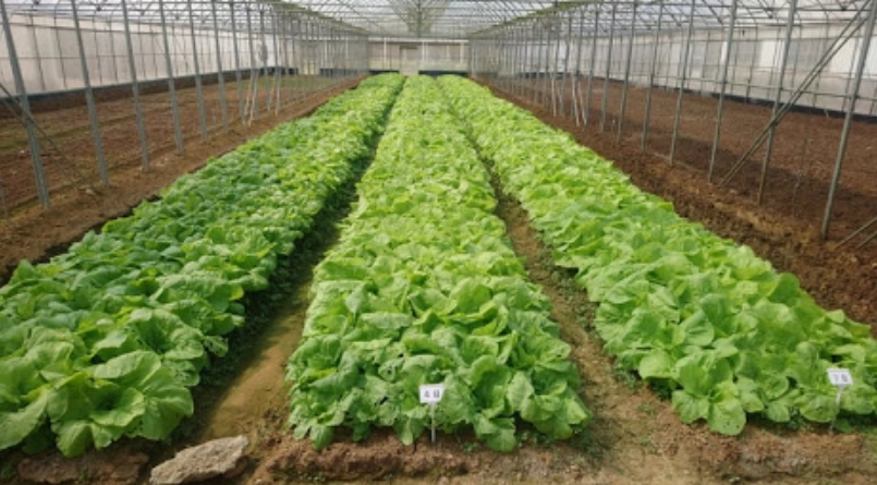 小白菜種植方法 小白菜種植方法