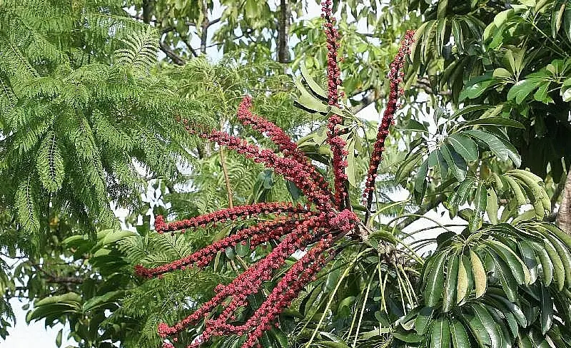 鴨腳木葉子變黃
