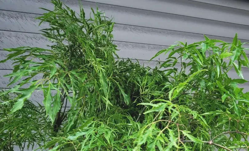 裂葉福祿桐 盆栽