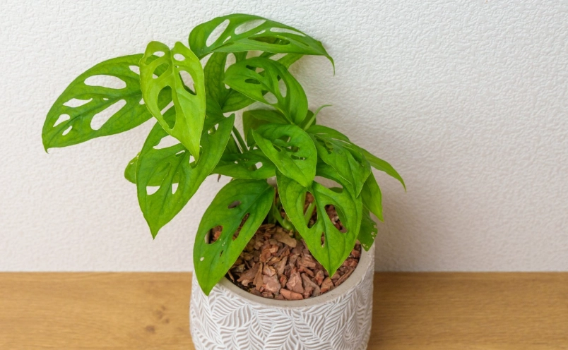 洞洞蔓綠絨 照顧