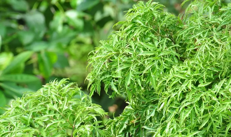 裂葉福祿桐養護全攻略：十年園藝專家教你避開常見錯誤