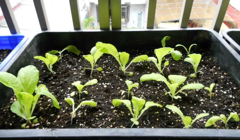 小白菜種植方法 小白菜種植方法