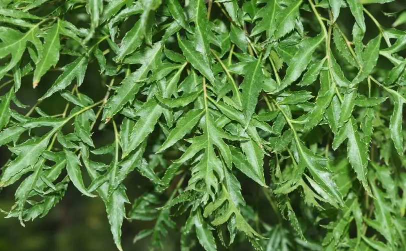 裂葉福祿桐 風水