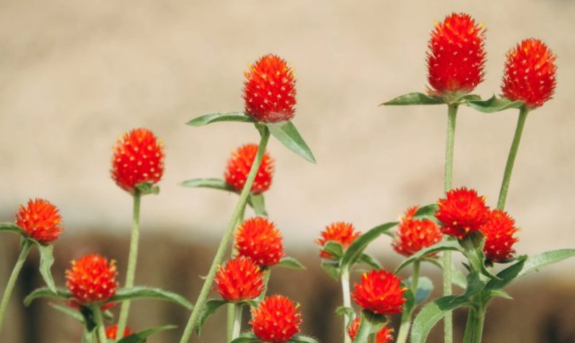 千日紅 種植方法
