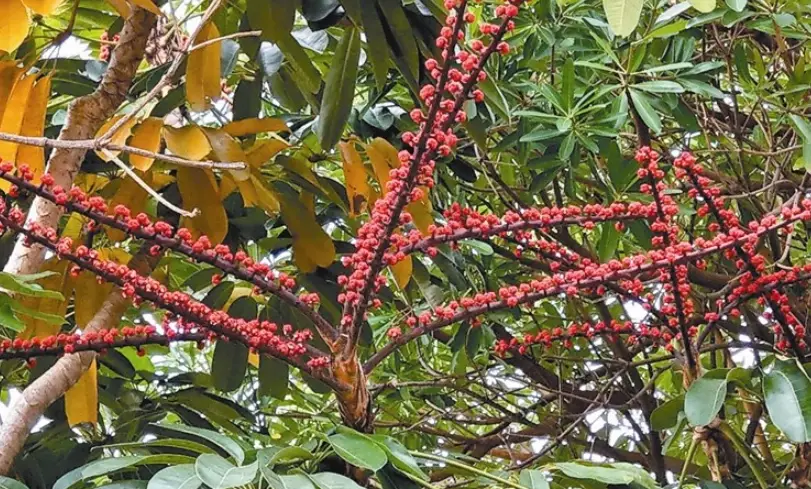 鴨腳木繁殖方法