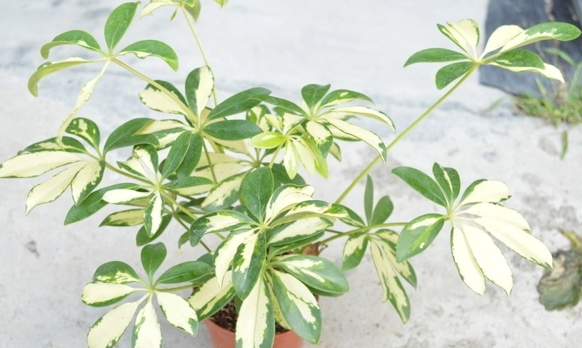 鴨腳木繁殖方法