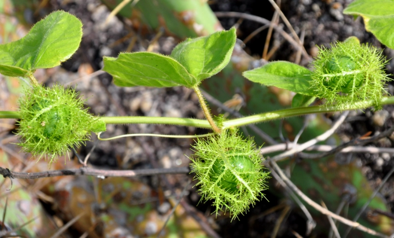 毛西番蓮病蟲害 毛西番蓮病蟲害