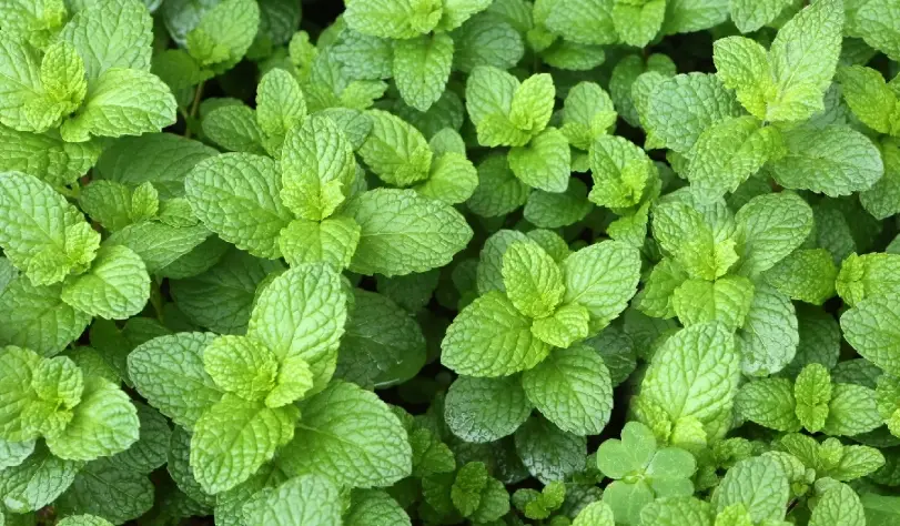 綠薄荷種植 綠薄荷種植