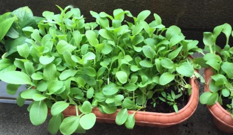 小白菜種植方法 小白菜種植方法