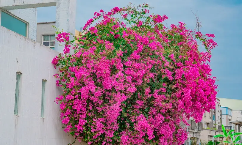 台灣九重葛景點